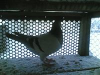 Gołębie zdjęcie